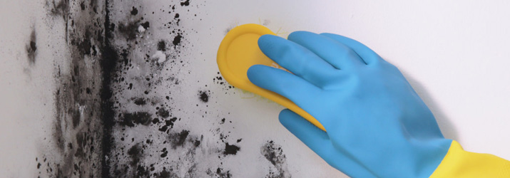 Mould removal